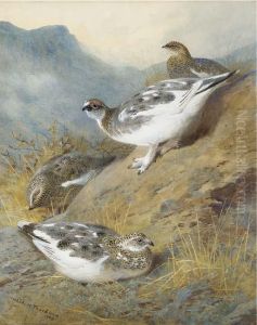 Ptarmigan; Adult Male, Female And Young, Autumn Plumage Ptarmigan; Adult Male, Female And Young, Autumn Plumage