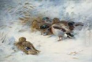 Mallard In The Snow