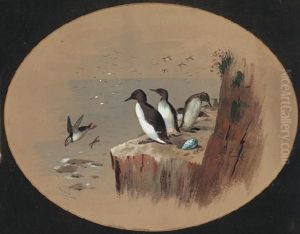 Puffins Puffins