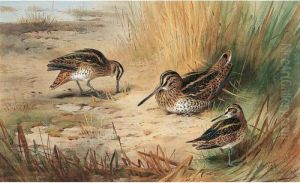 Snipe by Archibald Thorburn