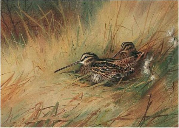 Snipe - view 1