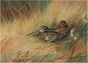 Snipe by Archibald Thorburn