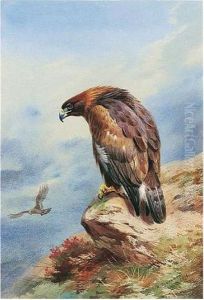 Golden Eagle by Archibald Thorburn