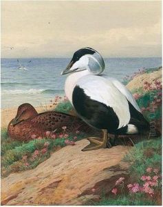 Common Eider Common Eider
