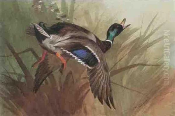 Winged Mallard - view 1