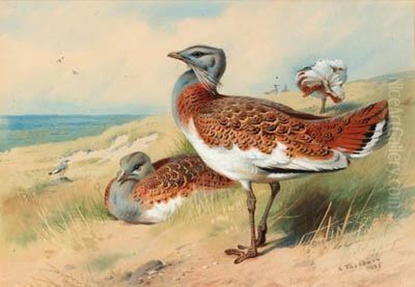 Great Bustards - view 1