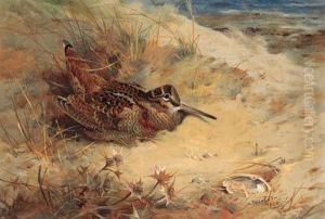 Woodcock Sheltering In The Sand Dunes by Archibald Thorburn