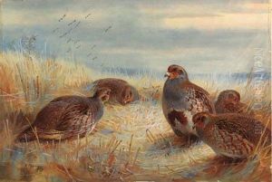 A Covey Of Partridge In The Stubble