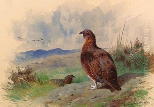 Red Grouse On The Alert - view 1