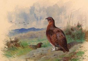Red Grouse On The Alert by Archibald Thorburn