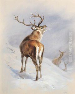 Red Deer, A Royal Roaring