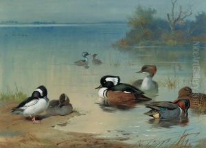 Buffel-headed Duck, American Green-winged Teal And Hoodedmerganser