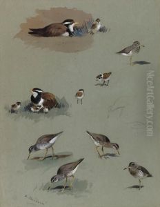 Study Of Sandpipers, Cream-coloured Coursers And Other Birds by Archibald Thorburn