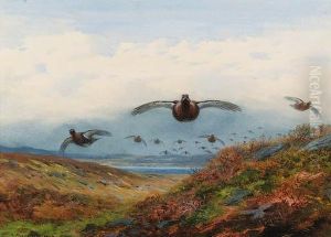 Red Grouse In Flight Over Moorland by Archibald Thorburn