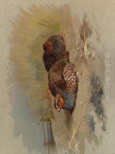 Dusting Partridge by Archibald Thorburn