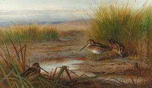 Snipe Feeding Beneath Rushes