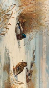 Mallard In A Winter Landscape