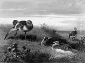 Great Bustards by Archibald Thorburn