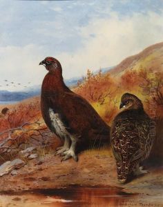 A Pair Of Red Grouse At The Water's Edge, In Moorland