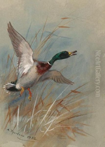 A Mallard Rising From Reeds - view 1