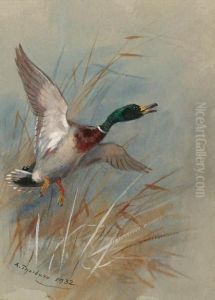 A Mallard Rising From Reeds