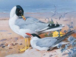 Great Black-headed Gull And Caspian Tern by Archibald Thorburn