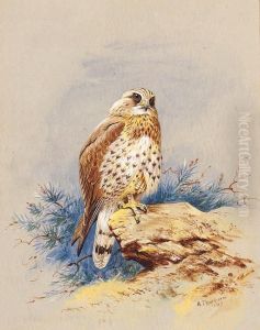 A Kestrel Perched On A Rock A Kestrel Perched On A Rock