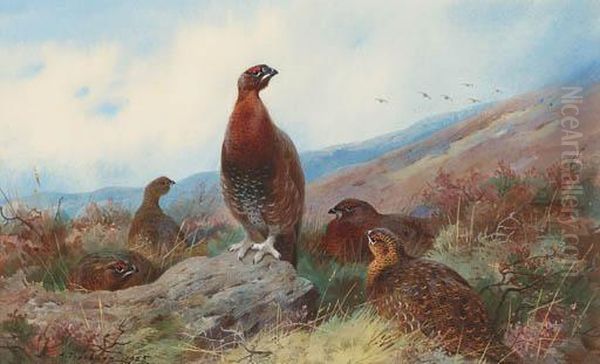 A Covey Of Red Grouse On A Moor - view 1