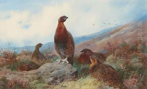 A Covey Of Red Grouse On A Moor