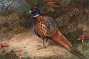 A Cock And Hen Pheasant by Archibald Thorburn