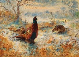 Frost At Sunrise: Pheasant Amongst Bracken