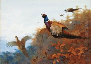 Breaking Out Of Cover: Pheasant In Flight by Archibald Thorburn