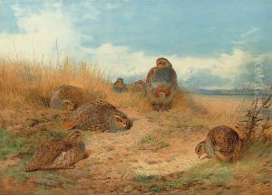 Basking In The Noonday Sun: A Covey Of Grey Partridge