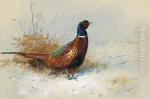A Cock Pheasant