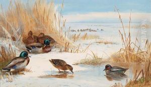Mallard And Teal On A Frozen Lake