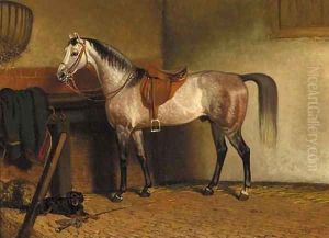 A saddled grey horse in a stable