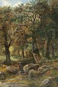 Oaks Beside A Creek