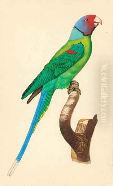 Exotic Bird Studies - view 1