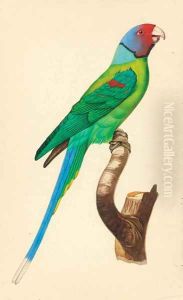 Exotic Bird Studies by Indian School