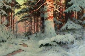 Winter Sunlight in the evergreen Forest