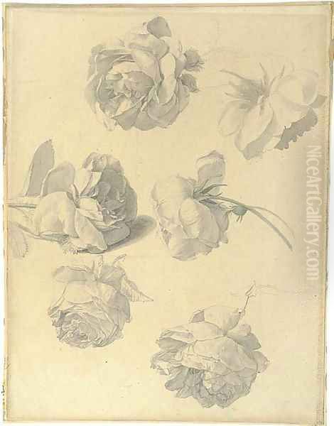 Studies of six roses - view 1