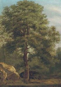 Forest scene