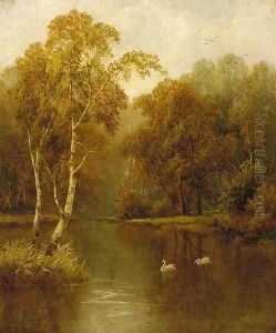 Swans in a wooded river landscape
