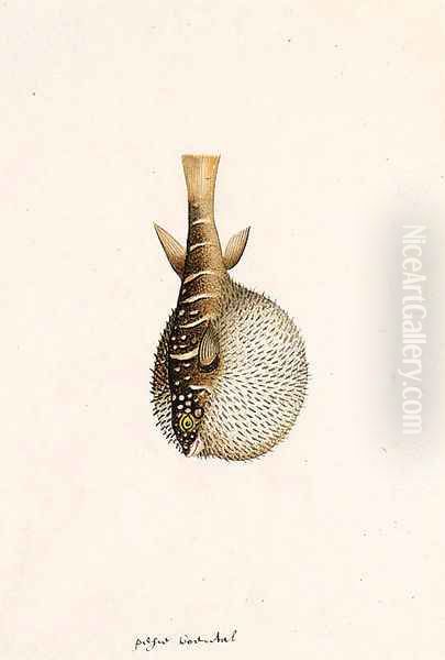 Four Studies of Fish - view 1