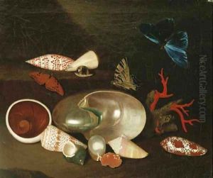 A still life of shells and butterflies a Nautilus by Philipp Sauerland