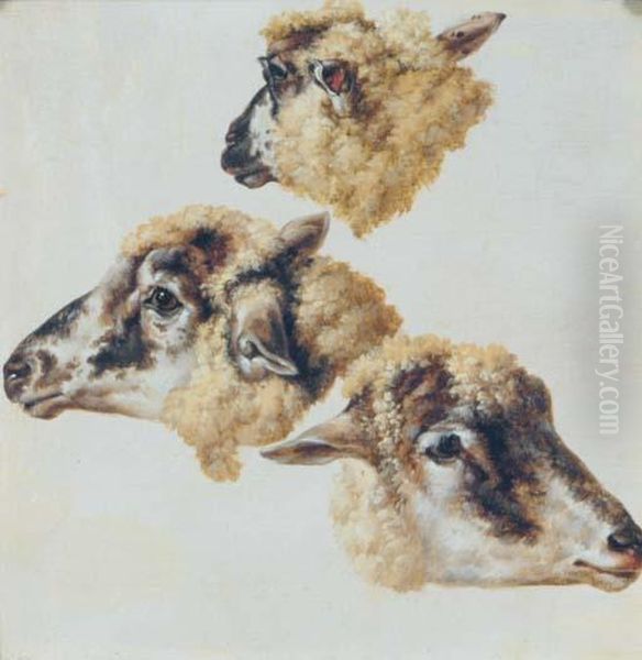 Study Of Heads Of Sheep - view 1