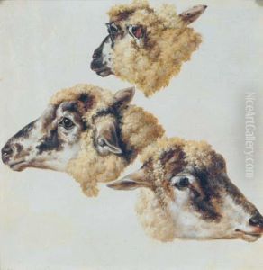 Study Of Heads Of Sheep by Charles Towne