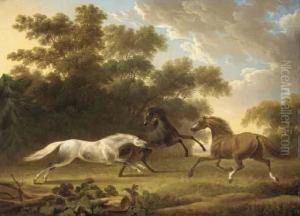 Stallions In A Wooded Paddock