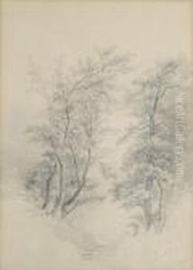 Alberi E Ruscello