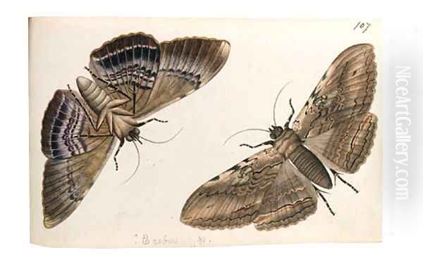 Butterflies - view 1